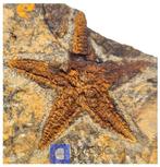 Mooi bewaarde Petraster sp Ordovicische zeesterren -, Verzamelen