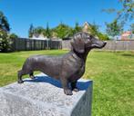 Statue, Large Bronze Dachshund 33cm - 17.5 cm - Bronze -