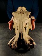 enorme fossiele nijlpaard - Fossiele schedel - hippopotamus