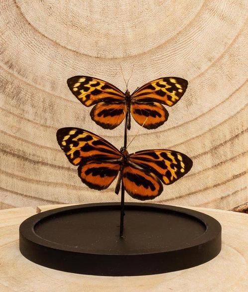 Vlinder Taxidermie volledige montage - Heliconius - 16 cm -, Verzamelen, Dierenverzamelingen