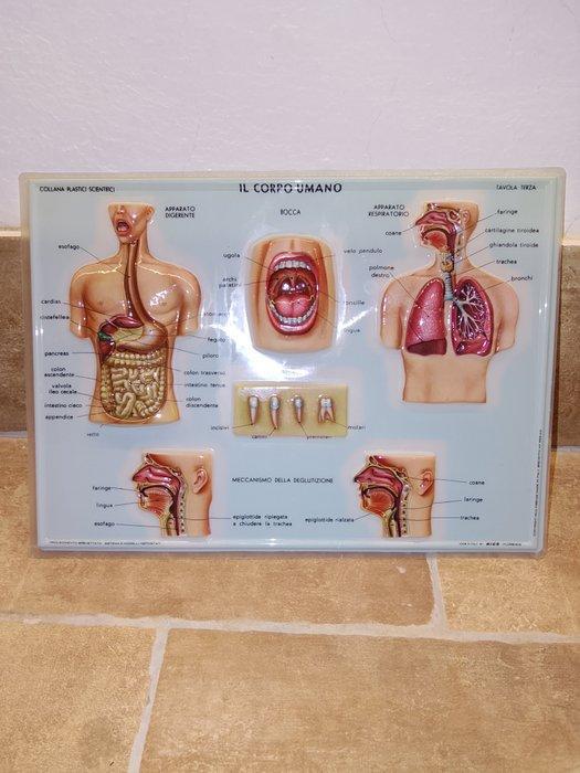 Anatomisch model (4) - Plastic - 1960-1970 - RICO-tafels, Antiek en Kunst, Antiek | Wandborden en Tegels