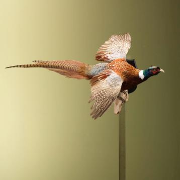 Fazant Vliegend Taxidermie Opgezette Dieren By Max, Ophalen of Verzenden, Opgezet dier