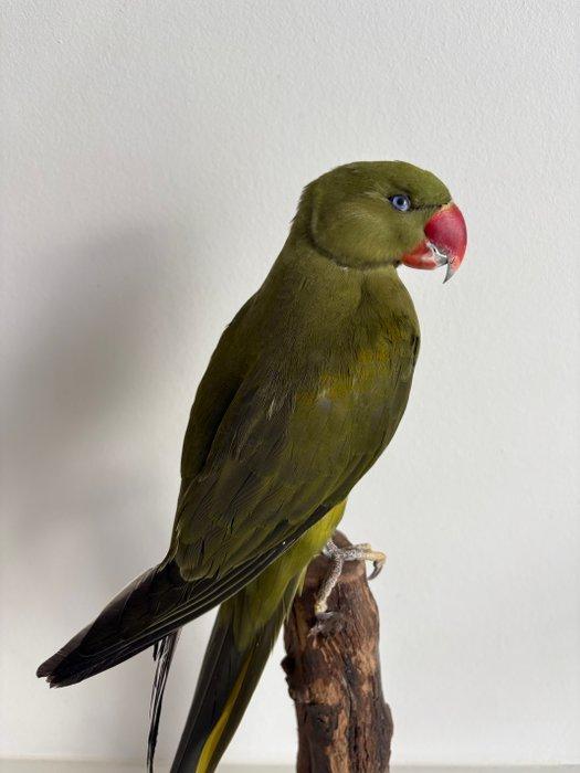 Halsbandparkiet Taxidermie volledige montage - Psittacula, Verzamelen, Dierenverzamelingen