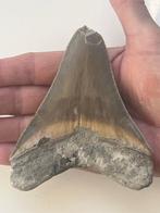 Megalodon tand 11,2 cm - Fossiele tand - Carcharocles, Verzamelen, Mineralen en Fossielen