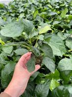 Anubias Barteri (Aquariumplanten, Aquarium producten), Verzenden, Plant(en), Steen of Hout