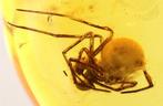Amber - Barnsteen - Spider - Main inclusion is 4mm - 35 mm -