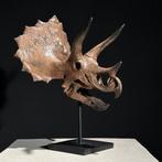 Geen minimumprijs - Replica van een dinosaurus schedel -