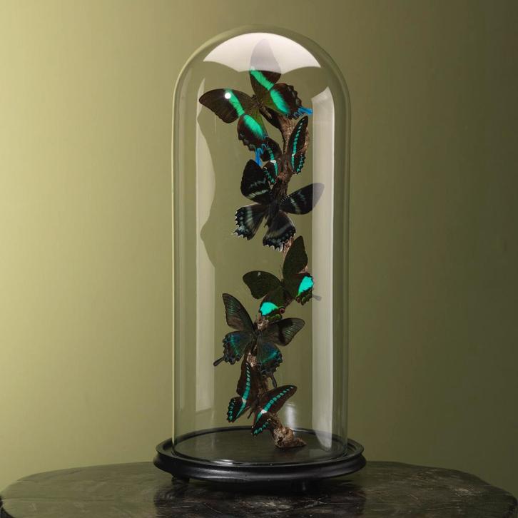 Vlinders in Stolp Taxidermie Opgezette Dieren By Max, Verzamelen, Dierenverzamelingen, Opgezet dier, Nieuw, Insect, Ophalen of Verzenden