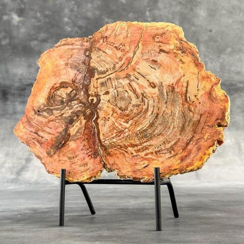 Prachtig stuk versteend hout op een op maat gemaakte, Antiek en Kunst, Kunst | Designobjecten