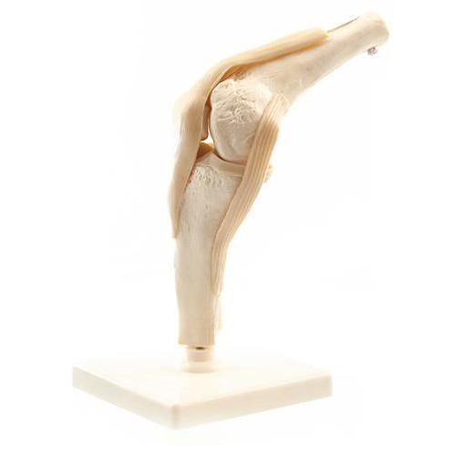 Anatomisch model knie ST-ATM-022, Diversen, Verpleegmiddelen, Verzenden