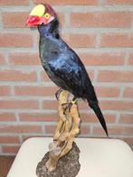 Violet toerako Taxidermie volledige montage - Tauraco, Nieuw