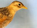 Koning der kwartels Taxidermie volledige montage - Crex crex