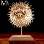 Valkvis op houten ondergrond en messing Taxidermie volledige