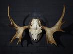 Large Northern Elk/Moose Schedel - Alces alces - 48 cm - 60, Verzamelen, Dierenverzamelingen, Nieuw