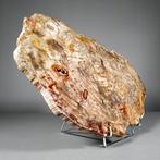Geweldig fossiel houtschijfje - Gefossiliseerde plant - 52.5, Verzamelen