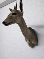 Antilope Support mural pour taxidermie - Madoqua kirkii - 40, Collections