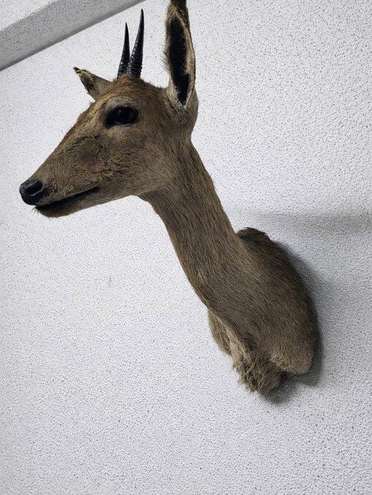 Antilope Support mural pour taxidermie - Madoqua kirkii - 40, Collections, Collections Animaux
