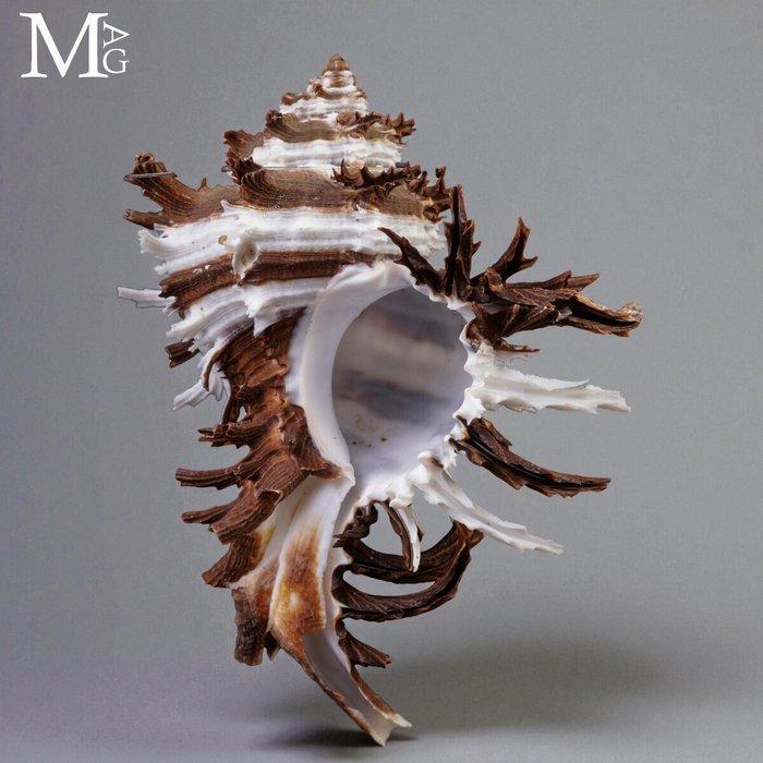 Prachtige verzamelbare schelp Hexaplex cichoreum f. endivia, Collections, Collections Animaux