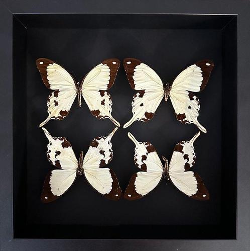 Papillon Support de corps entier pour taxidermie - Patchwork, Verzamelen, Dierenverzamelingen