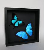 Papillon Support de corps entier pour taxidermie - Morpho