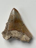 Megalodon tand 6,2 cm - Fossiele tand - Carcharocles