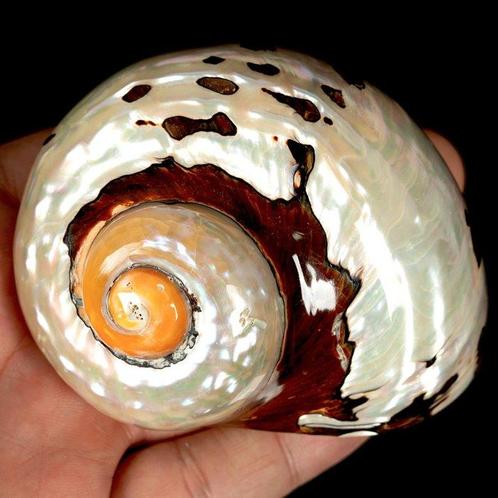 Parelmoer schelp Conchiglia Turbo Sarmaticus - Hoogte: 95 mm, Verzamelen, Dierenverzamelingen