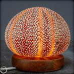 Decoratieve Kleidocidaris peroni Zee-egel lamp- 143.79 g, Verzamelen, Mineralen en Fossielen
