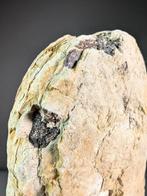 Fossiel reptiel - Voorbereidingsstuk - Fossiele plaatmatrix