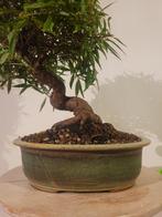 Ficus nerifolia - kleinbladige ficus bonsai - Hoogte (boom):, Antiek en Kunst