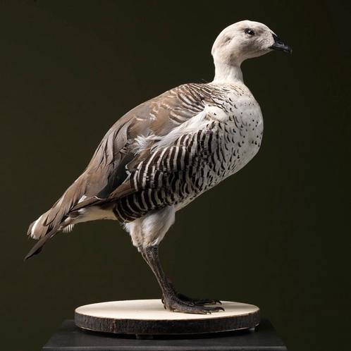 Magelhaengans Taxidermie Opgezette Dieren By Max, Collections, Collections Animaux, Enlèvement ou Envoi