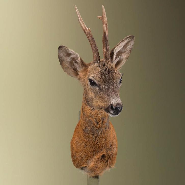 Reebok Zomervacht Taxidermie Opgezette Dieren By Max, Verzamelen, Dierenverzamelingen, Opgezet dier, Nieuw, Wild dier, Ophalen of Verzenden
