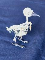 Specht Taxidermie volledige montage - Dendrocopos macei - 10