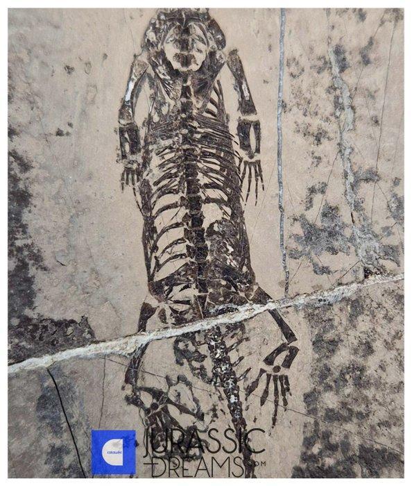 Zeer goed bewaard Keichousaurus hui, vroege Trias mariene, Verzamelen, Mineralen en Fossielen