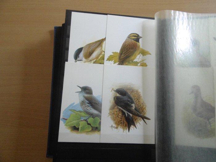 België - Belangrijke verzameling maximumkaarten vogels van, Timbres & Monnaies, Timbres | Europe | Belgique