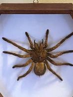 Mygale Taxidermie wandmontage - Iheraphosa leblondii - 27 cm, Antiek en Kunst