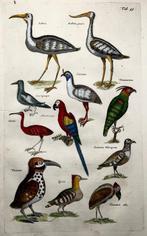 Matthäus Merian (1593-1650) - hand coloured engraving birds: