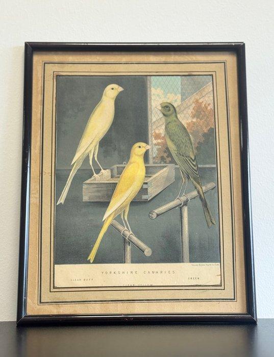 J. W. Ludlow - Yorkshire Canaries - Vincent Brooks, Day &, Antiquités & Art, Curiosités & Brocante