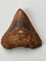 Megalodon tand 7,9 cm - Fossiele tand - Carcharocles, Verzamelen, Mineralen en Fossielen