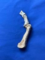 4 os dours des cavernes de haute qualité + dent molaire -