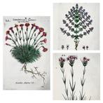 Pierre Richer de Belleval - Lot of 3 engravings. Botany: