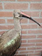 Hadada ibis Taxidermie volledige montage - Bostrychia, Nieuw