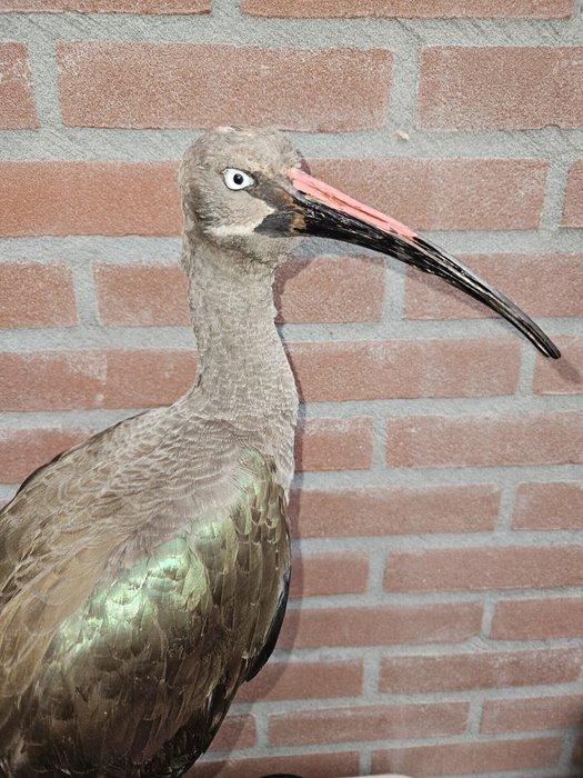 Hadada ibis Taxidermie volledige montage - Bostrychia, Verzamelen, Dierenverzamelingen