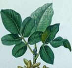Pierre Jean François Turpin - Botany lot with 6 Original