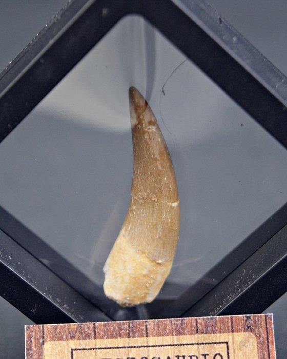 Plesiosaurus - Fossiele tand - Plesiosauria (Zonder, Verzamelen, Mineralen en Fossielen