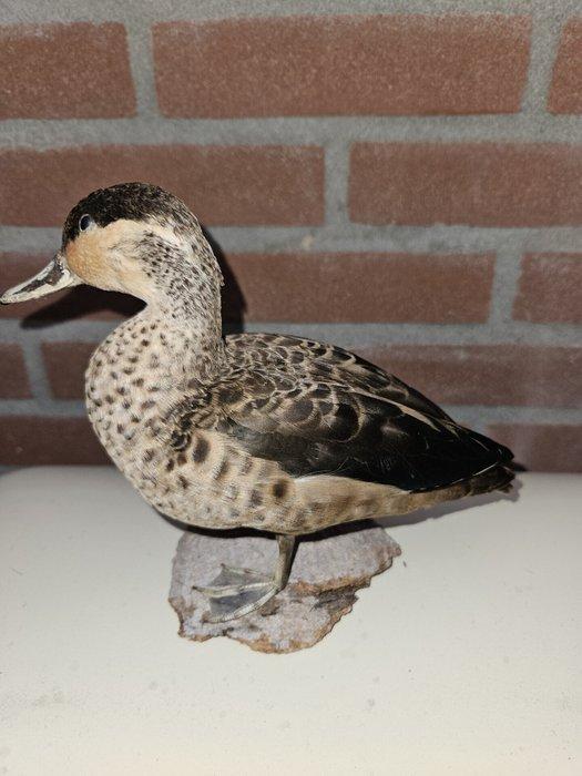 Hottentot taling Taxidermie volledige montage - Spatula, Verzamelen, Dierenverzamelingen