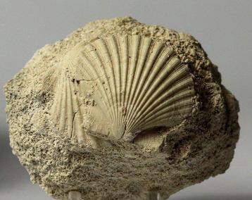 Prachtige en decoratieve fossiele schelp - - Gefossiliseerd