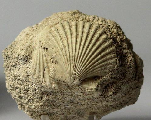 Prachtige en decoratieve fossiele schelp - - Gefossiliseerd, Verzamelen, Mineralen en Fossielen