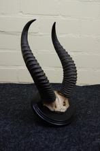 Uncommon Gerenuk Schedel - Litocranius walleri - 0 cm - 0 cm, Nieuw
