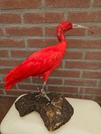 Scarlet Ibis Taxidermie volledige montage - eudocimus ruber, Nieuw
