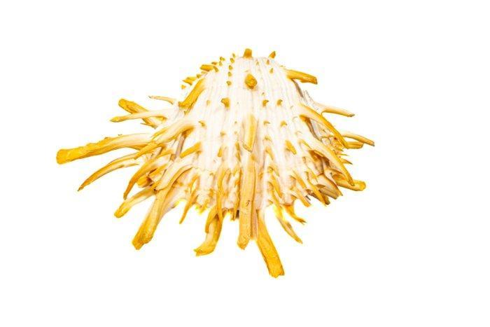 Adembenemende zeldzame kleur/grootte GEM Skelet -, Verzamelen, Dierenverzamelingen